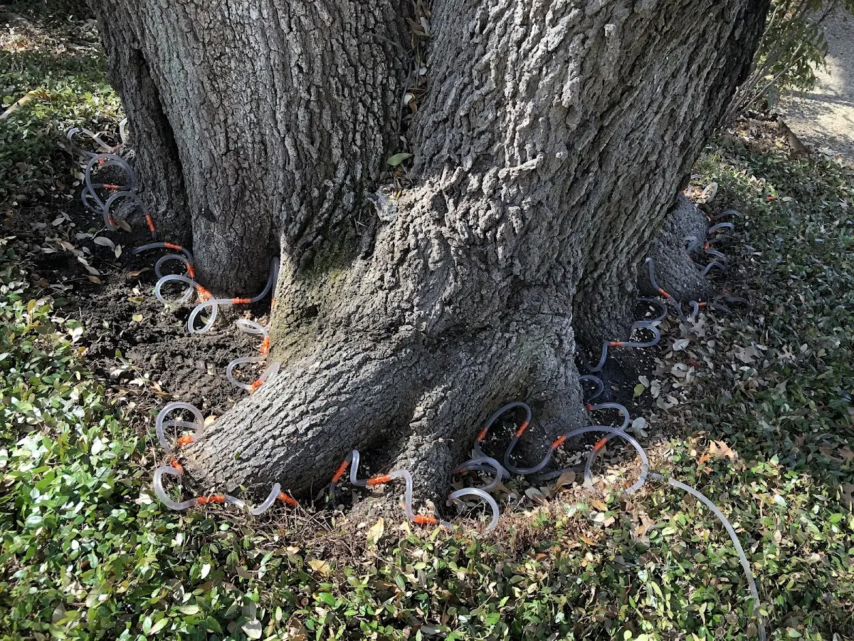 Detailed Tree Cabling and Bracing job site in Hollis Center