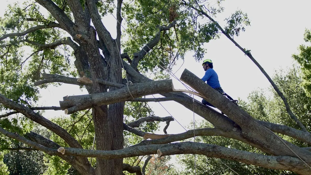 Professional Hazardous Tree Removal performed by certified arborists in Hollis Center