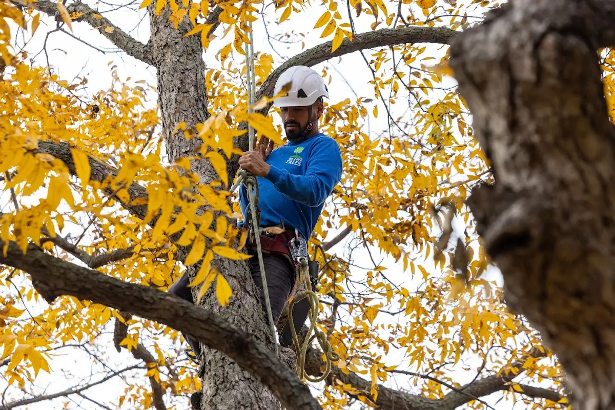 Skilled Tree Planting crew working in Hollis Center