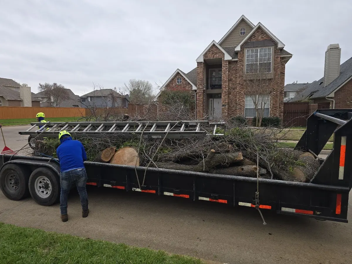Expert Tree Pest Control with proper safety equipment in Hollis Center